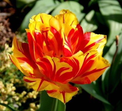 Тюльпан Монселла Тюльпан Монселла фото