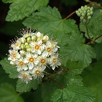 Пузыреплодник головчатый Тильден Парк, С3 Пузыреплодник головчатый Тильден Парк, С3 - Dolina-Sad.Ru