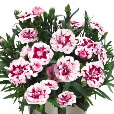 Гвоздика Свит Плеже Пурпл Пикоти - Dolina-Sad.Ru