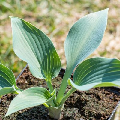 Хоста Баллет Пруф Хоста Баллет Пруф - Dolina-Sad.Ru