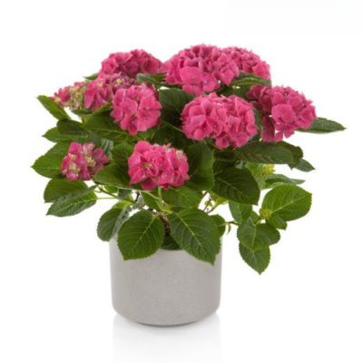 Гортензия крупнолистная Хай Кэнэл - Dolina-Sad.Ru