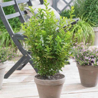 Бирючина овальнолистная Грин Даймонд Бирючина овальнолистная Грин Даймонд - Dolina-Sad.Ru