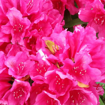 Рододендрон Анна Роуз Уитни Рододендрон Анна Роуз Уитни фото