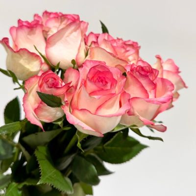 Роза Джумилия в горшке Роза Джумилия в горшке - Dolina-Sad.Ru