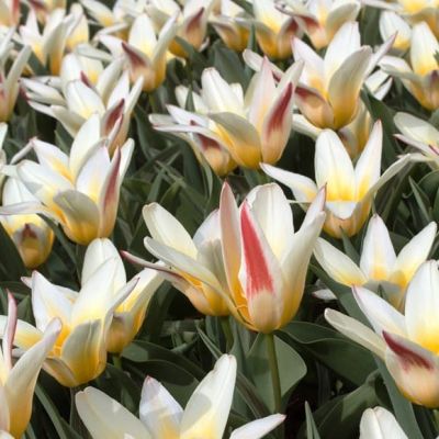 Тюльпан Иоганн Штраус Тюльпан Иоганн Штраус фото