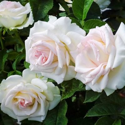 Роза Сван Лейк Роза Сван Лейк - Dolina-Sad.Ru