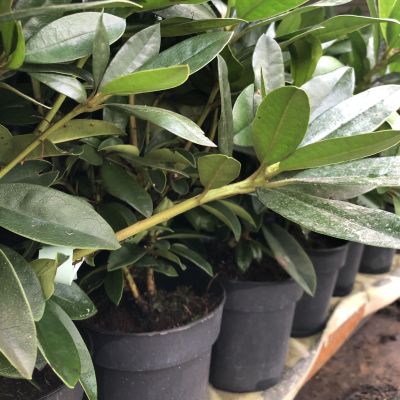 Рододендрон Анна Роуз Уитни Рододендрон Анна Роуз Уитни фото