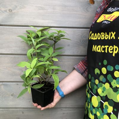 Дейция шершавая Розеа Плена Дейция шершавая Розеа Плена фото