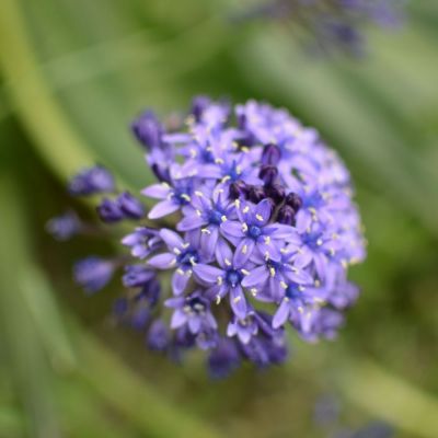 Агапантус Блю Глоб - Dolina-Sad.Ru