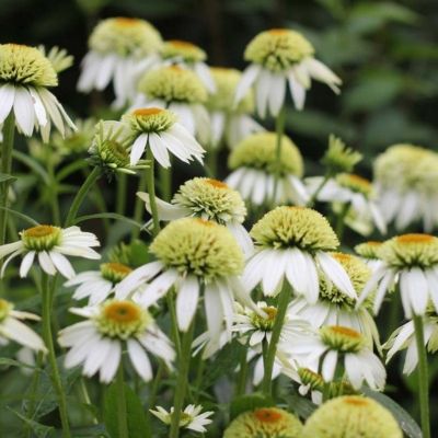 Эхинацея пурпурная Прарайд Блэйз Винтаж Лайм - Dolina-Sad.Ru