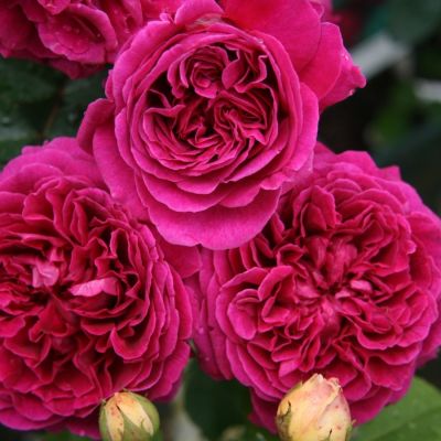 Роза Алфалоп в горшке - Dolina-Sad.Ru