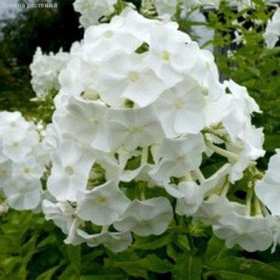 Флокс друммонда Красотка в белом фото